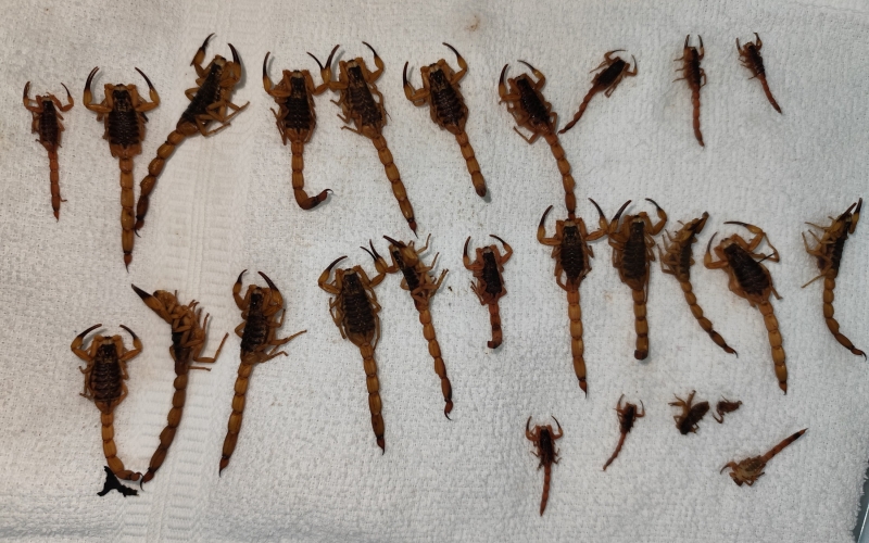 Vigilância alerta para aumento de escorpião amarelo em Guaporema.